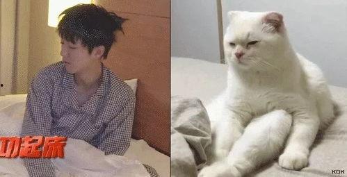 吃瓜娱乐的喵哥是谁啊图片,吃瓜娱乐界的神秘喵星人 第2张 吃瓜娱乐的喵哥是谁啊图片,吃瓜娱乐界的神秘喵星人 第2张